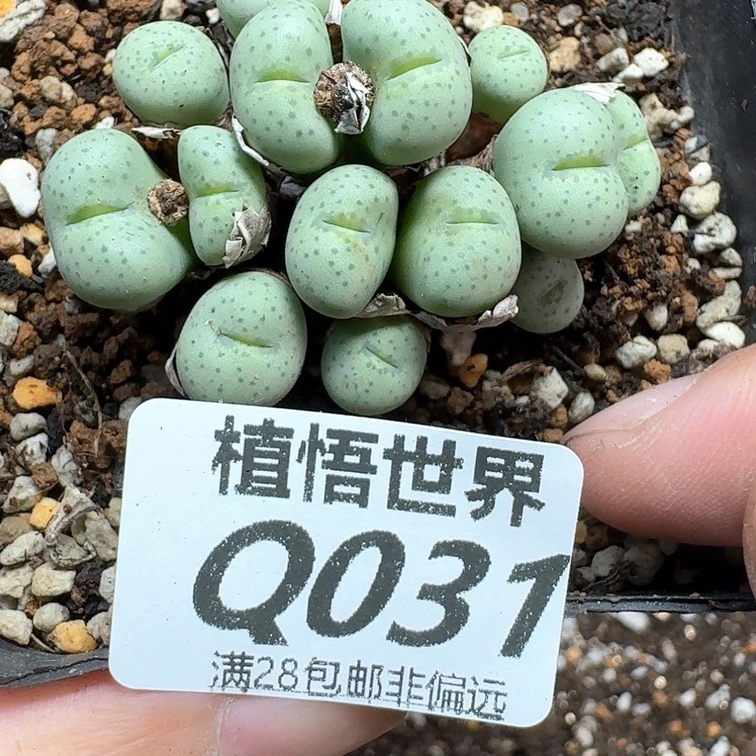 多肉植物的润泽从v