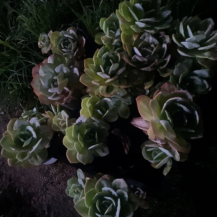 辣***妈401凤多肉植物10颗补差