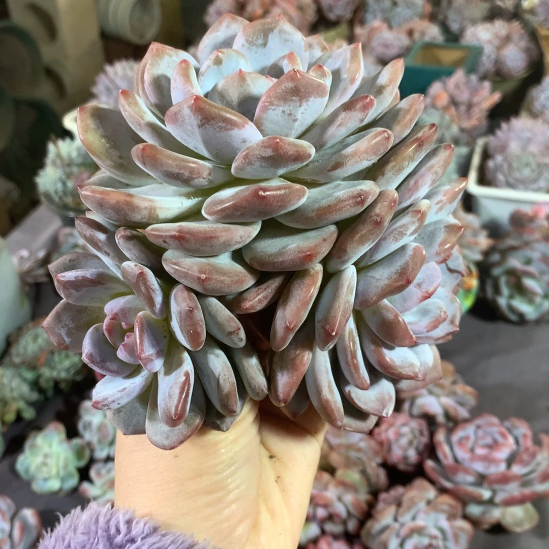石榴籽哈哈哈哈哈哈哈哈哈，