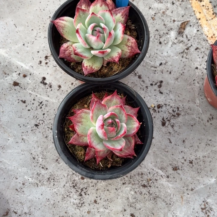 开***姐9号惊鸿仙子红红火火