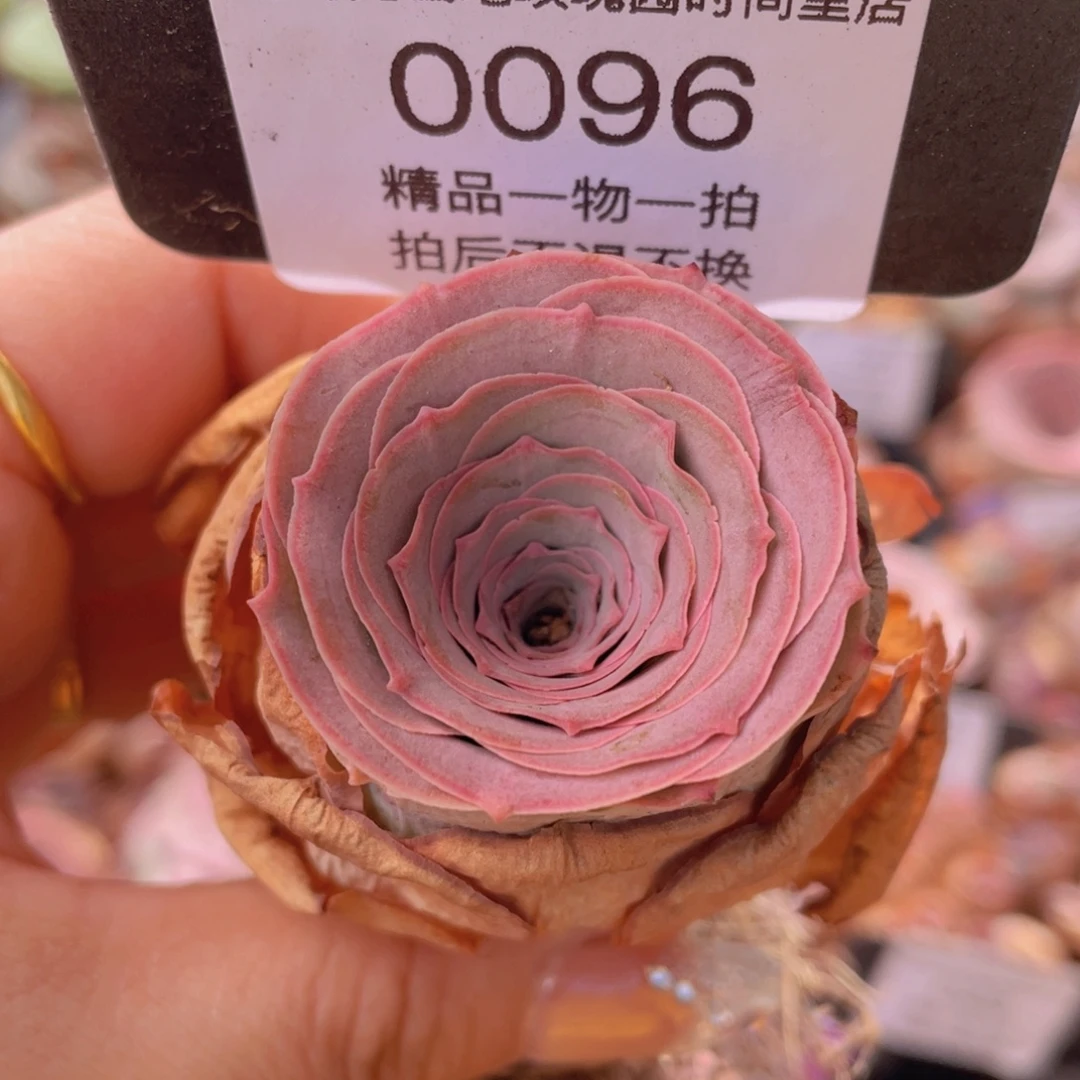 山地玫瑰0096裸根发货断枝不包损不售后