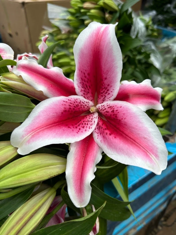 5号佐罗百合3头，我要买我不售后