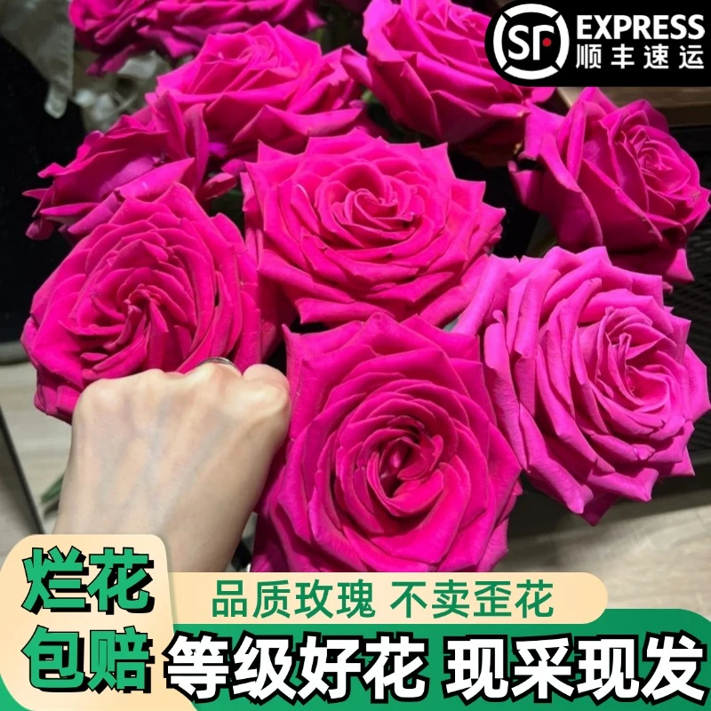 A【弗洛伊德】红色玫瑰鲜花朵插花束鲜切花卉云南基地「大花」顺丰
