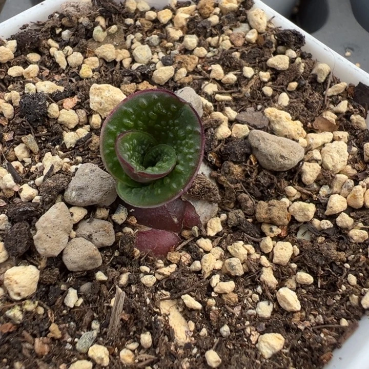 323泡泡立金花多肉植物带盆土