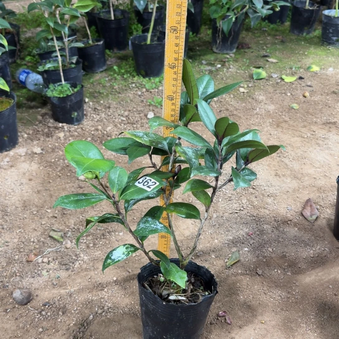 少量花朵（建议范围：2朵-5朵 或40%以下）362青红同体