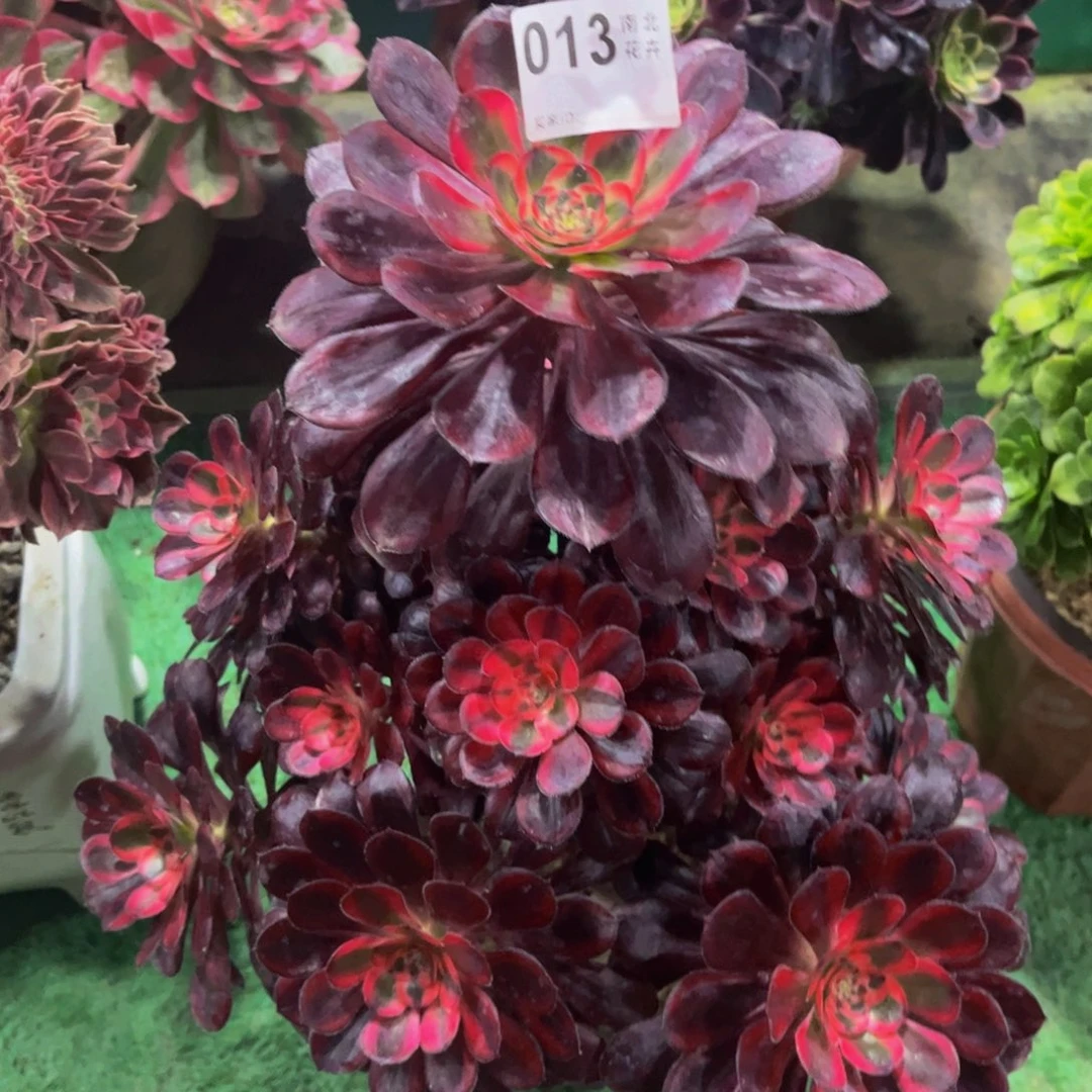 多肉香奈儿00000013