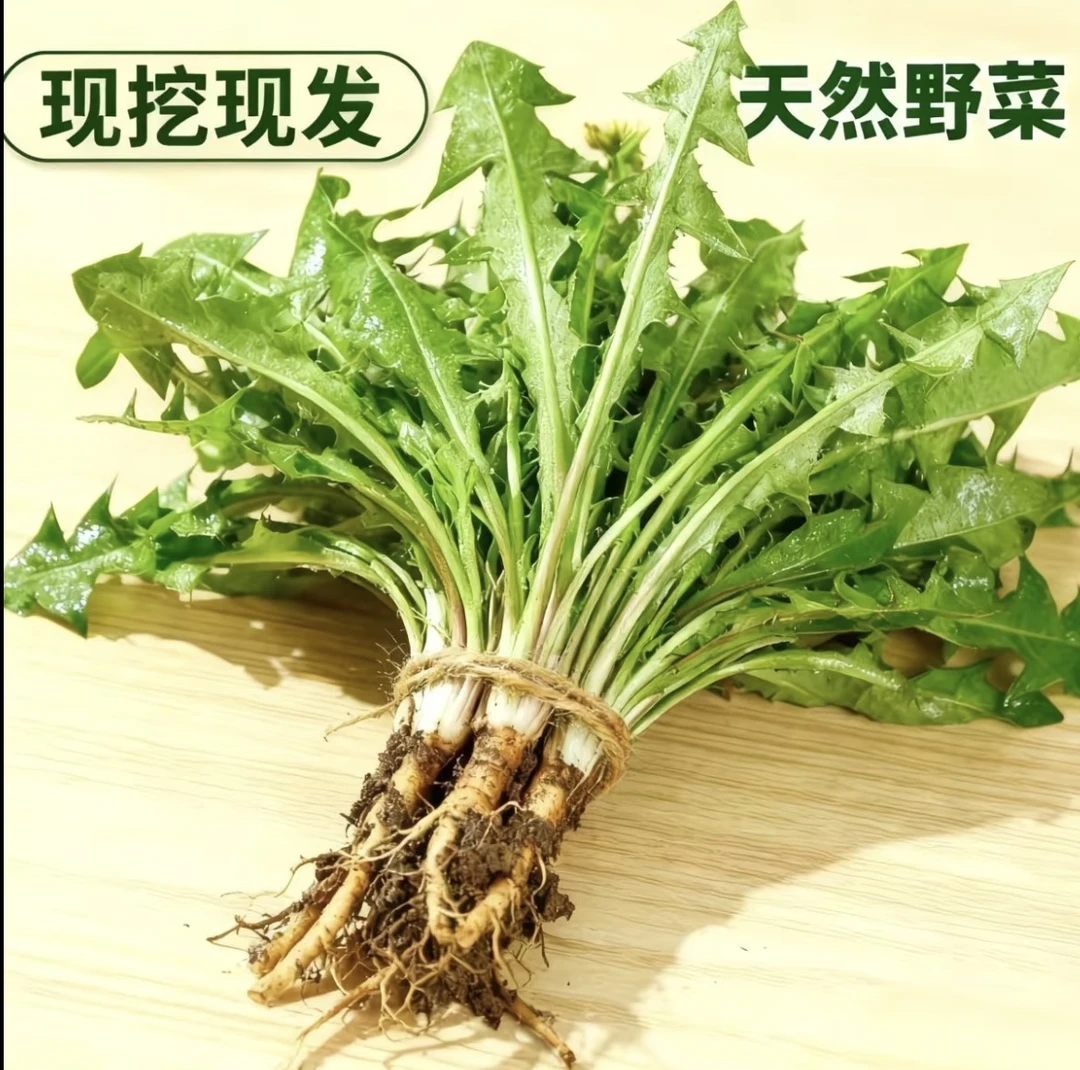 河南新鲜现挖带根蒲公英天然蘸酱菜婆婆丁苗