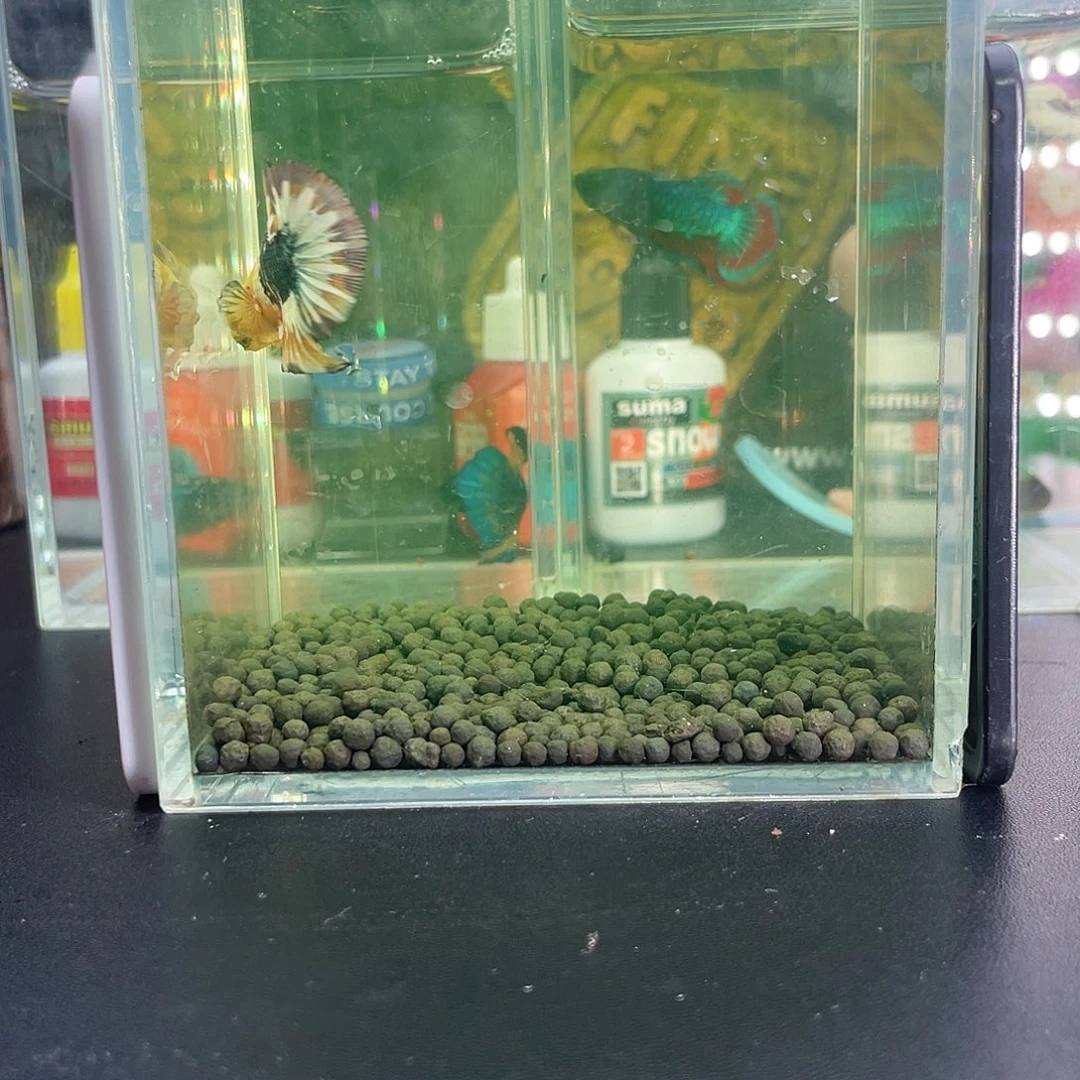 斗鱼35号1030早fccp