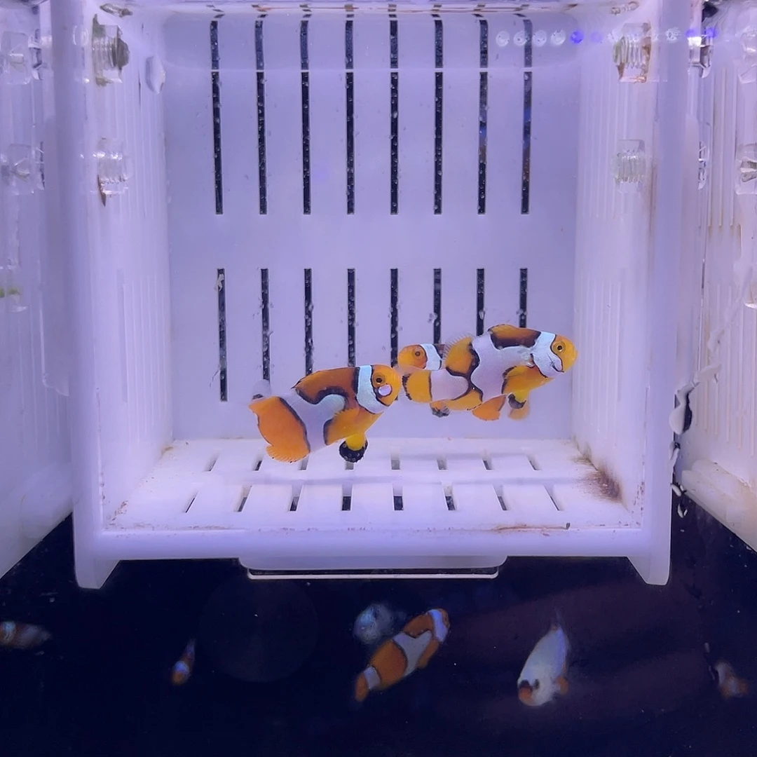 海水鱼3条精品黑背心毕加索