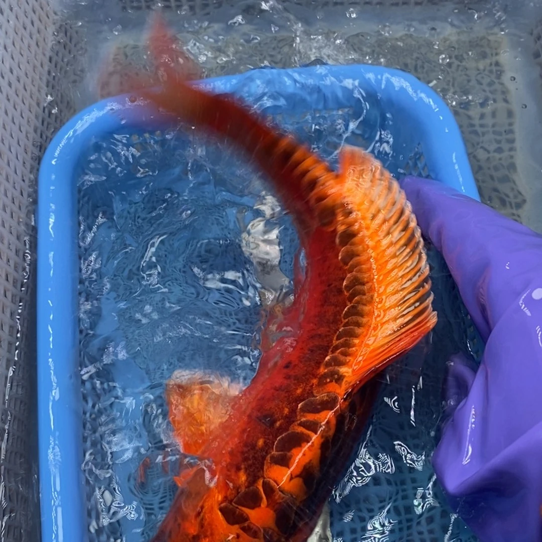 锦鲤冷水锦鲤包邮