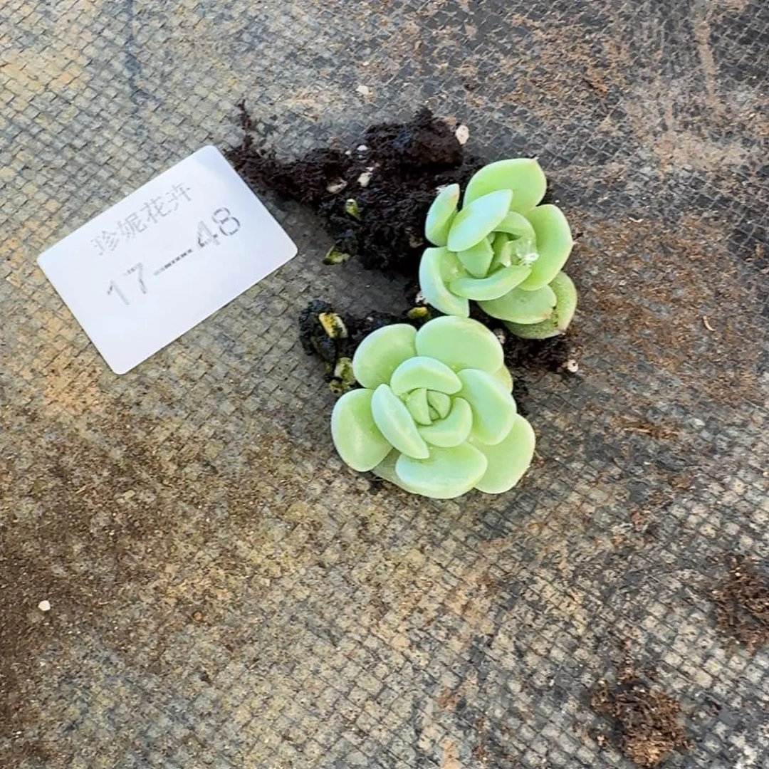 糖心珍妮叶插17-48量拍