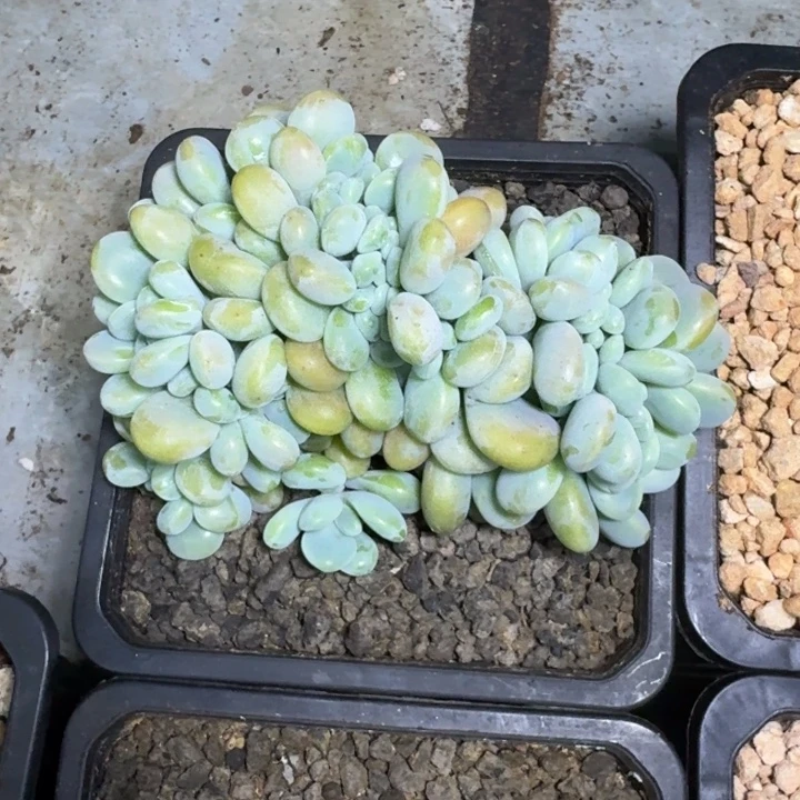 洛神缀化  一物一拍