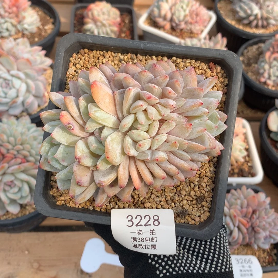 12厘米雪天使朵朵3228