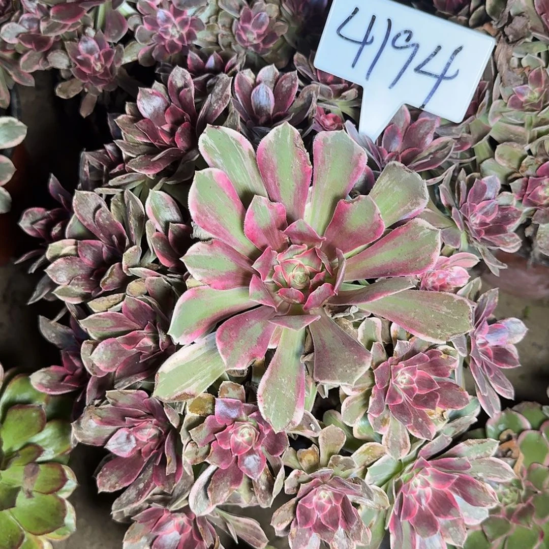 4194浣纱多肉法师多肉