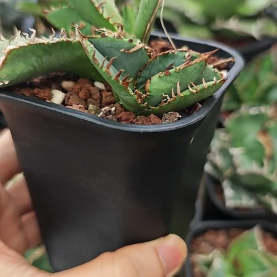 地勇星仁王冠龙舌兰侧芽