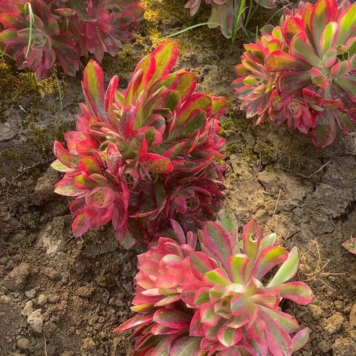 393粉女巫2颗4号棚