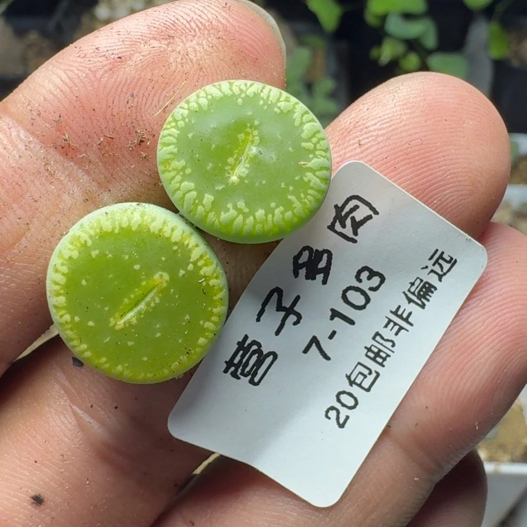 绿光阳。