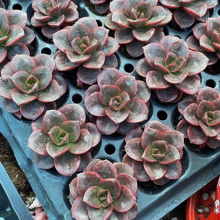 小巧克力方钻1元带土