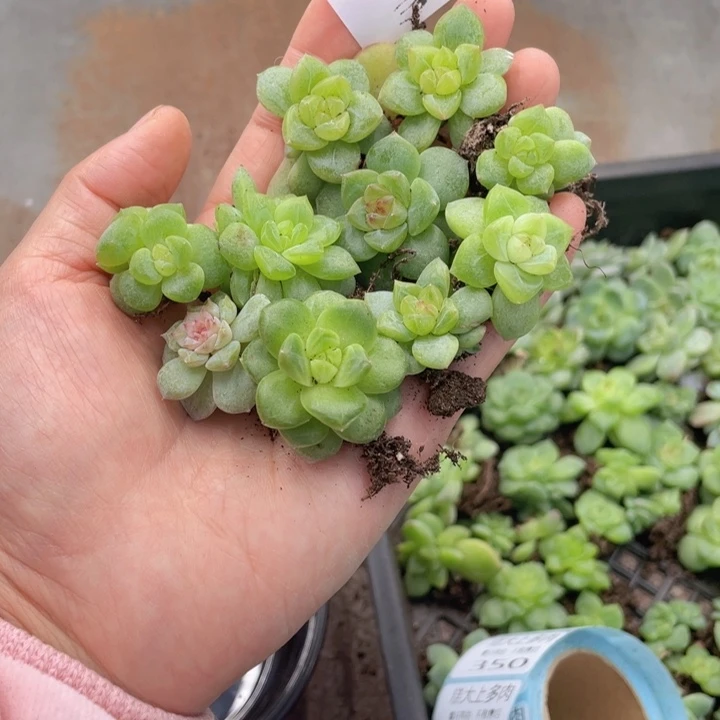 糕大上多肉植物333