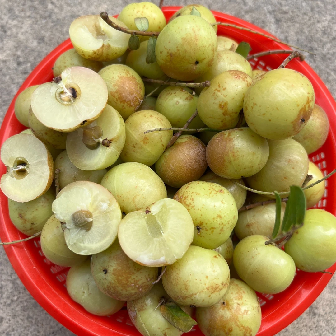 公平油柑大果新鲜现摘赤皮油柑果生吃酥脆回味余甘