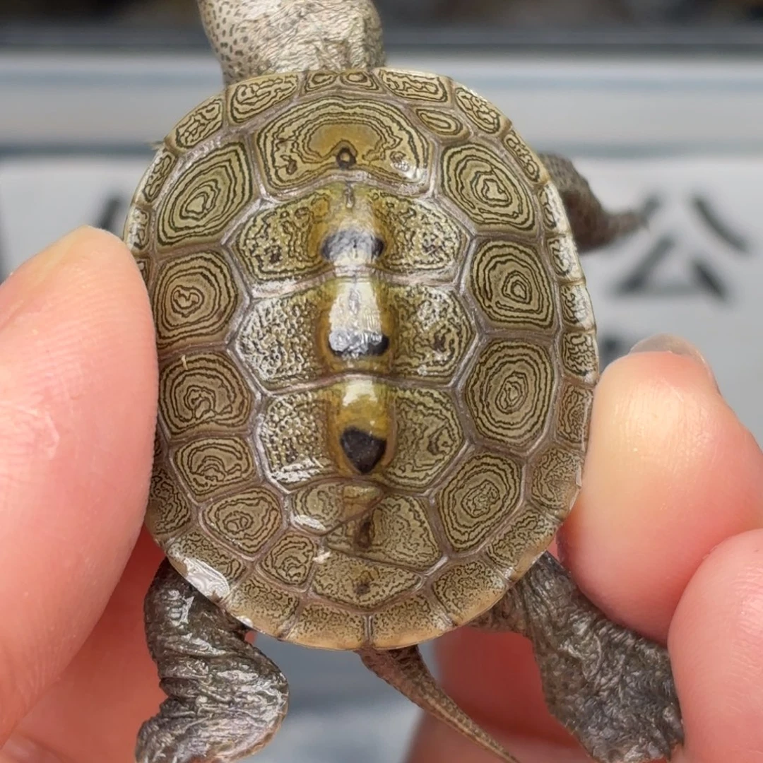 不分公母剃刀龟瑕疵钻纹