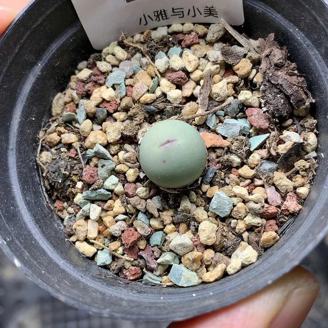 B263多肉植物保护