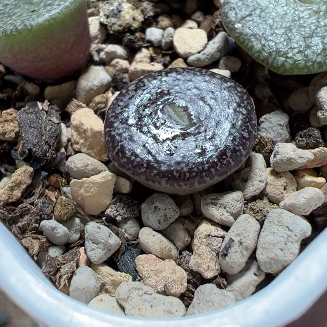 黑油亮康霓墨 特选