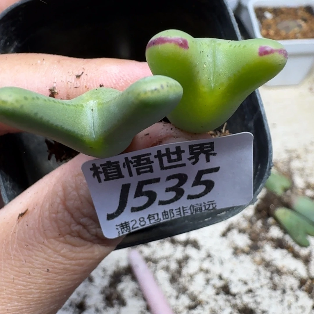 多肉植物的人生fhnj