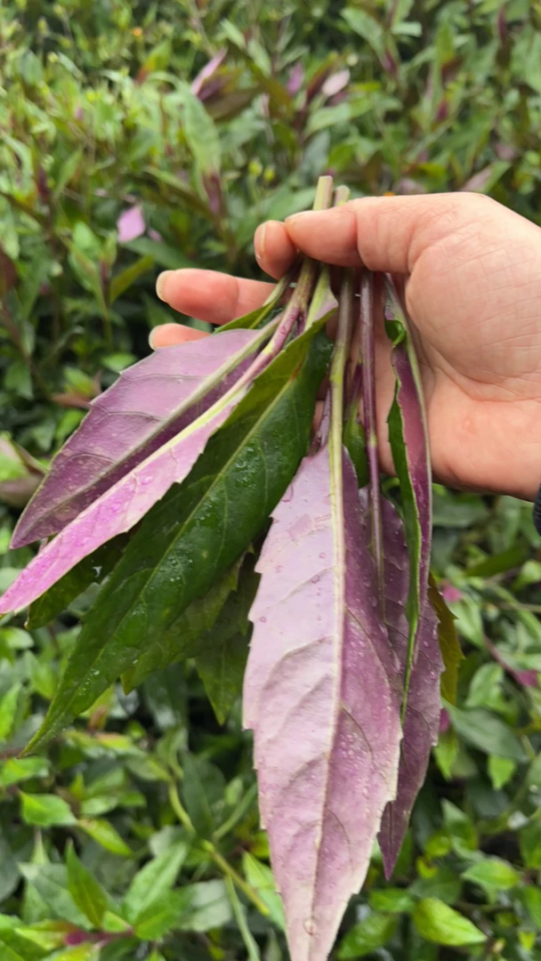 血皮菜乡村山货土货生鲜 现挖农家自种 蔬菜