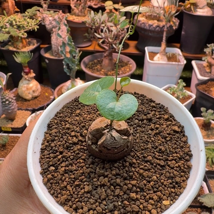 龟甲龙549 仙人球