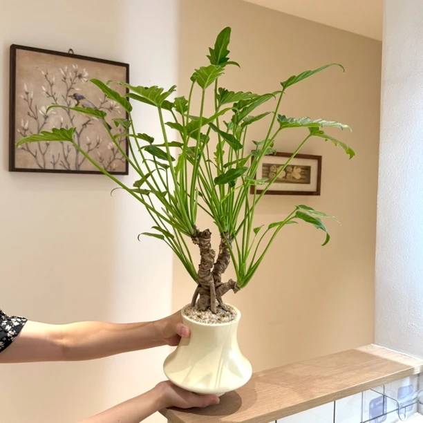 怪桩老桩龙鳞小天使春羽海芋盆栽室内外种植净化空气好养易活绿植