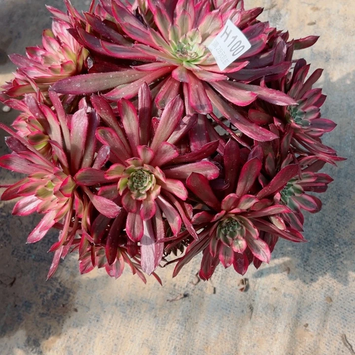 100紫霞多肉植物的生长