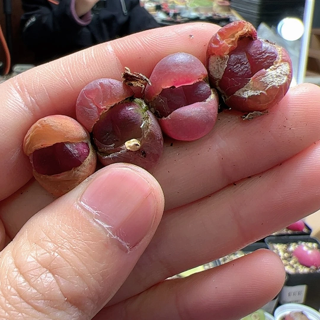 【闪购商品】82 吕氏红宝石