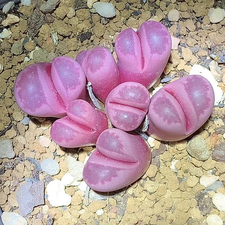 精品多肉植物精品多肉