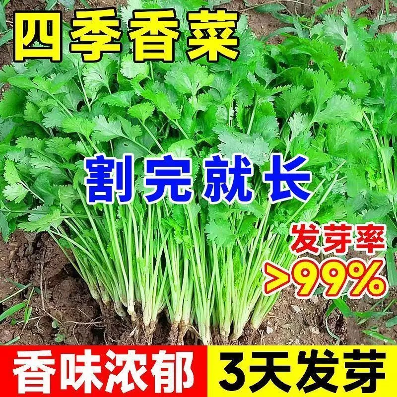 四季大叶香菜种子速生菜籽香菜农家菜园家庭蔬菜种子发芽率高