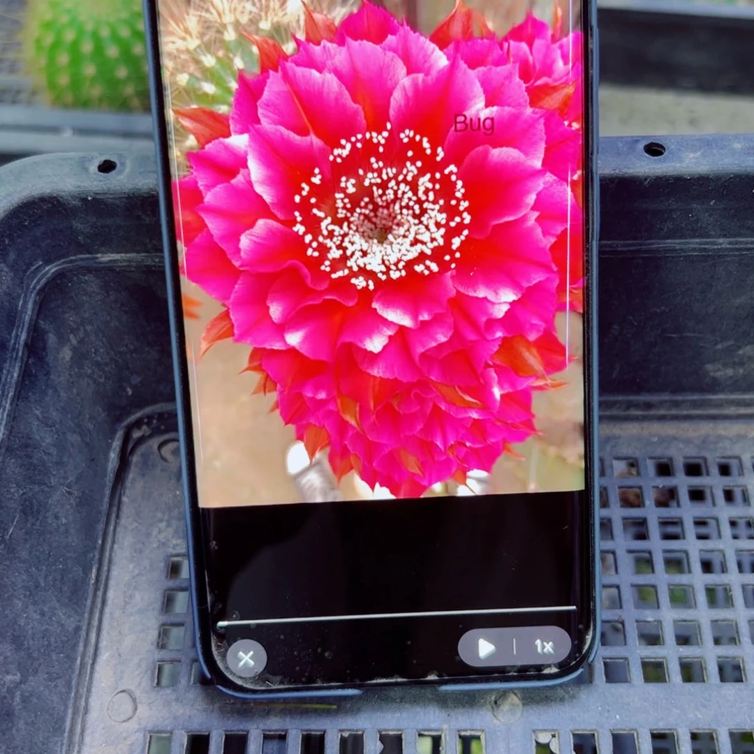 下44彩草漏洞歪无根侧芽4公分左右20包邮