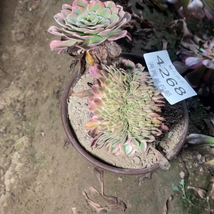 4268倾城的人多肉的