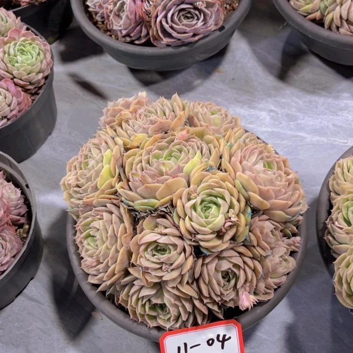 林*昂斯诺多肉植物