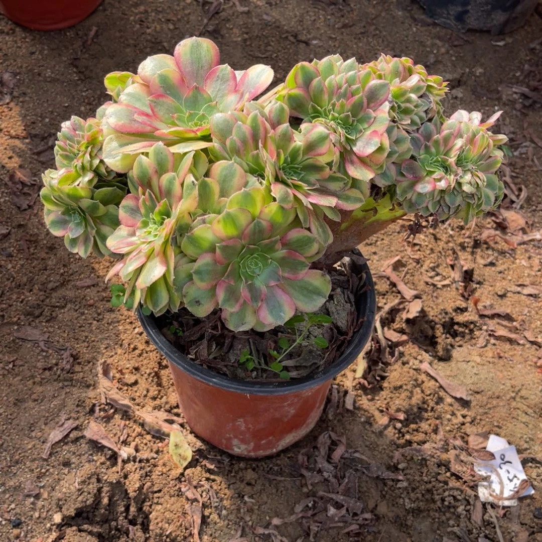 11-9-8雨荷缀化法师锦
