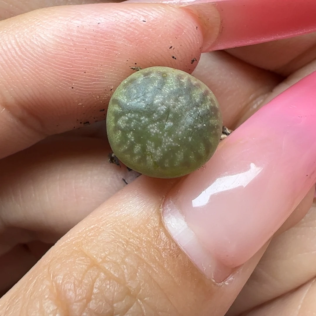 草莓慕斯杂拉墨多肉