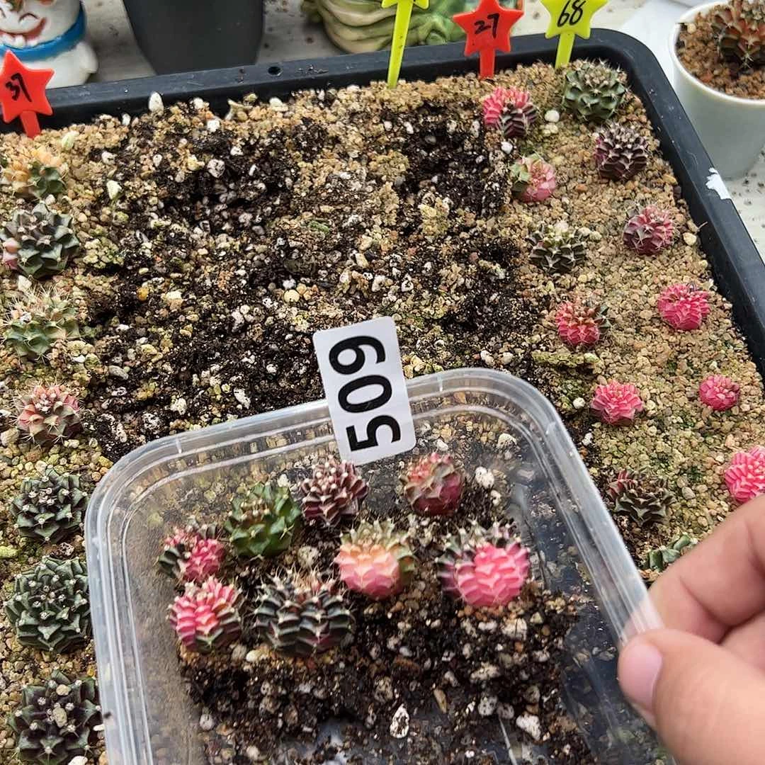 南***音当前无花朵，栽培后可花朵508