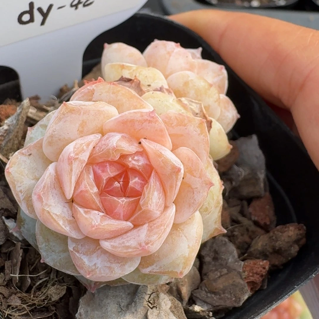 0131-042-纯情双头