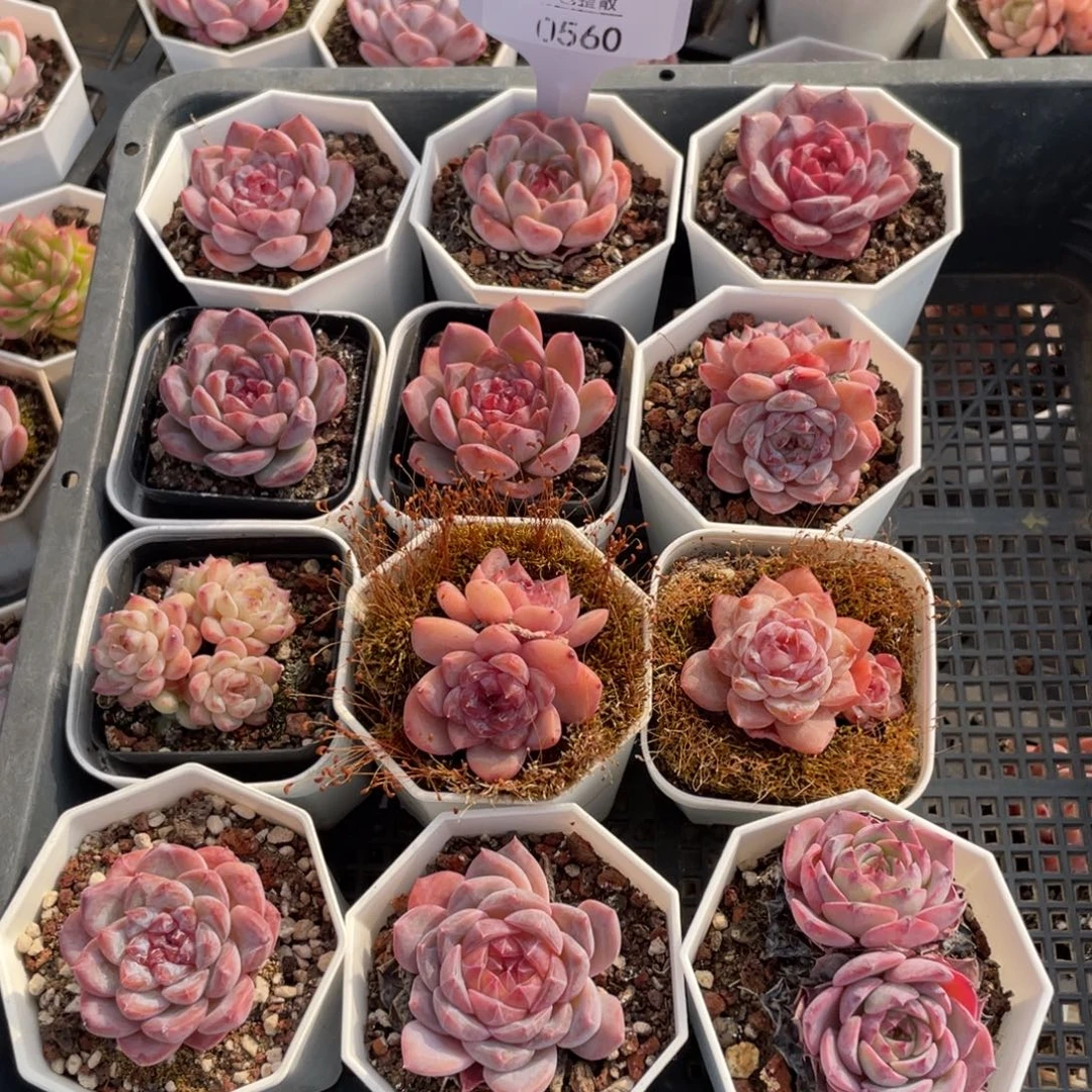 不包整散 盆子不售后0560