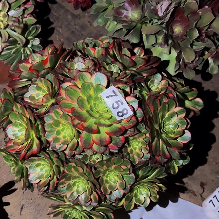 758黄金万两多肉植物处理不售后