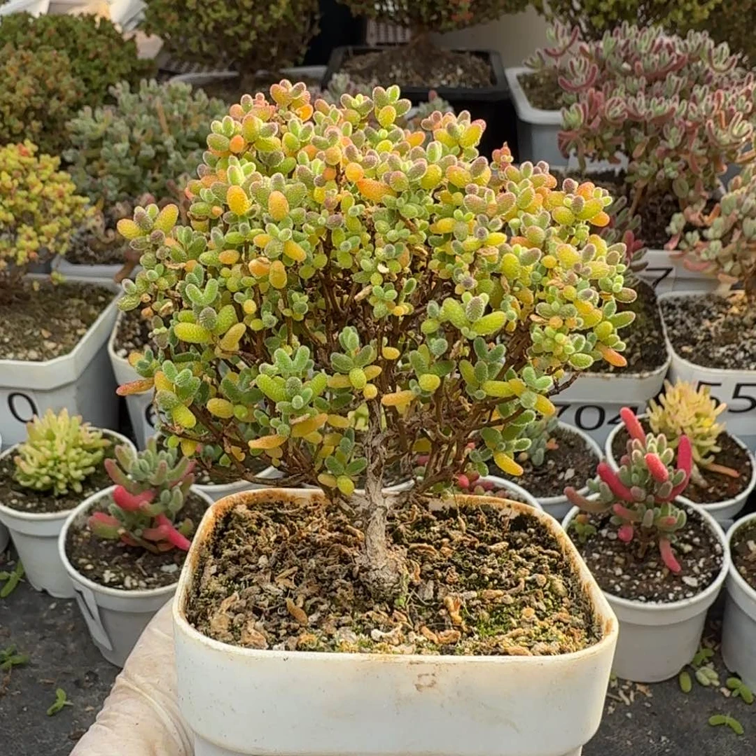 705秒一颗蜜橘糖枝干