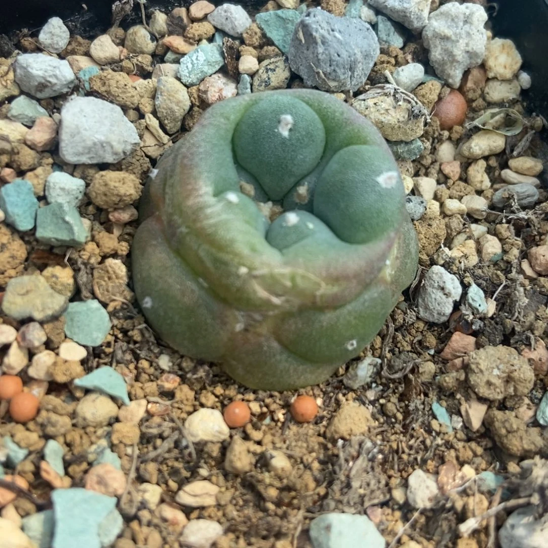 H****U无刺仙人球开花了