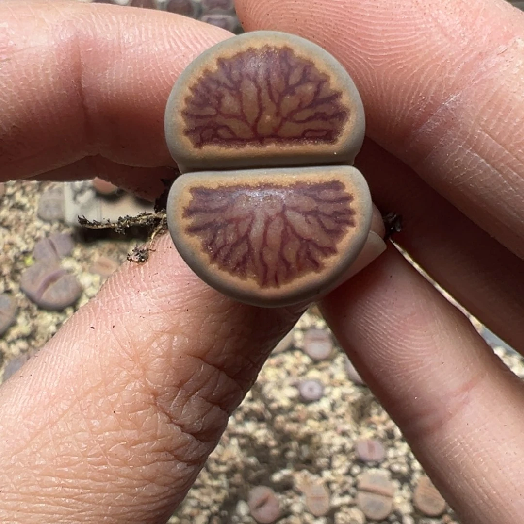 【闪购商品】515……