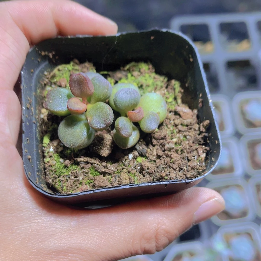 灵石带盆土发满9.9包邮