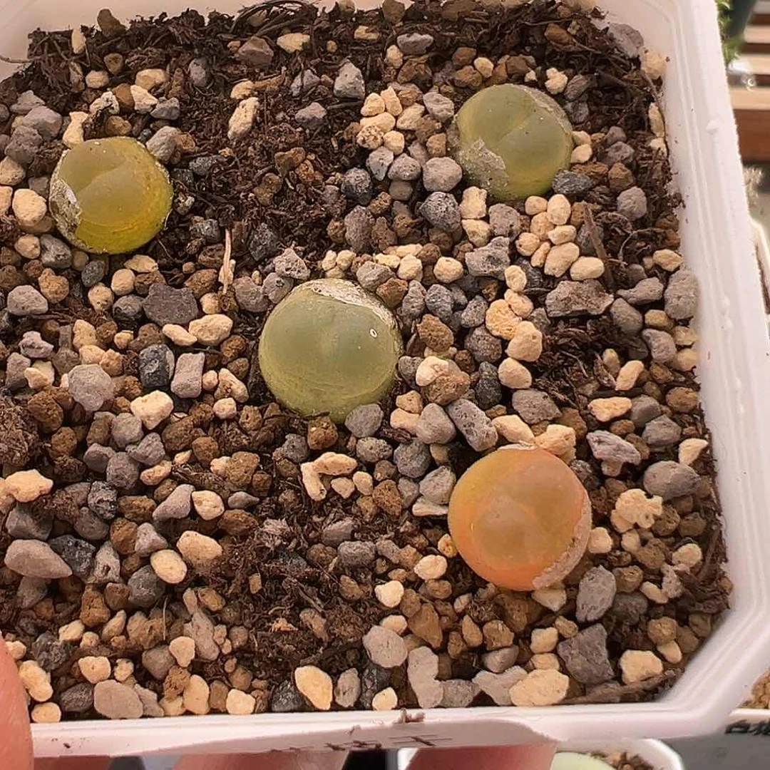 68号拉登11.23多肉