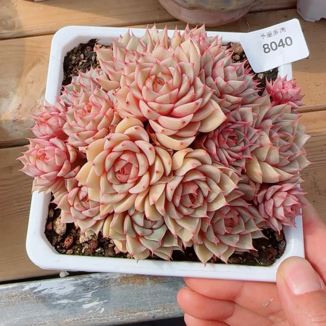 笨吧无砍，8040多肉植物